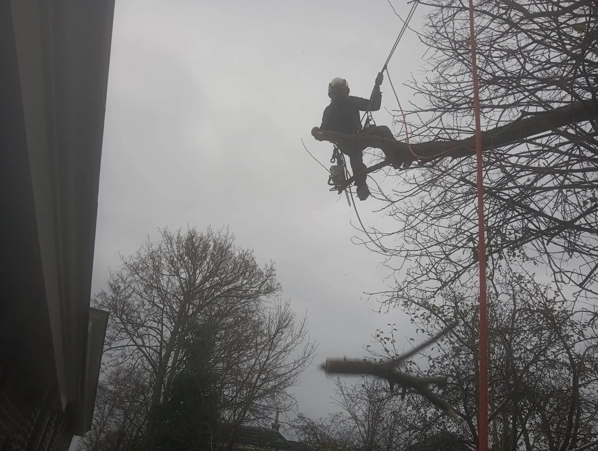 Leo aan het touw tijdens snoeiwerk hoog in een kroon