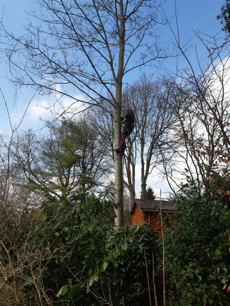 Leo klimt hoog in een kale boom