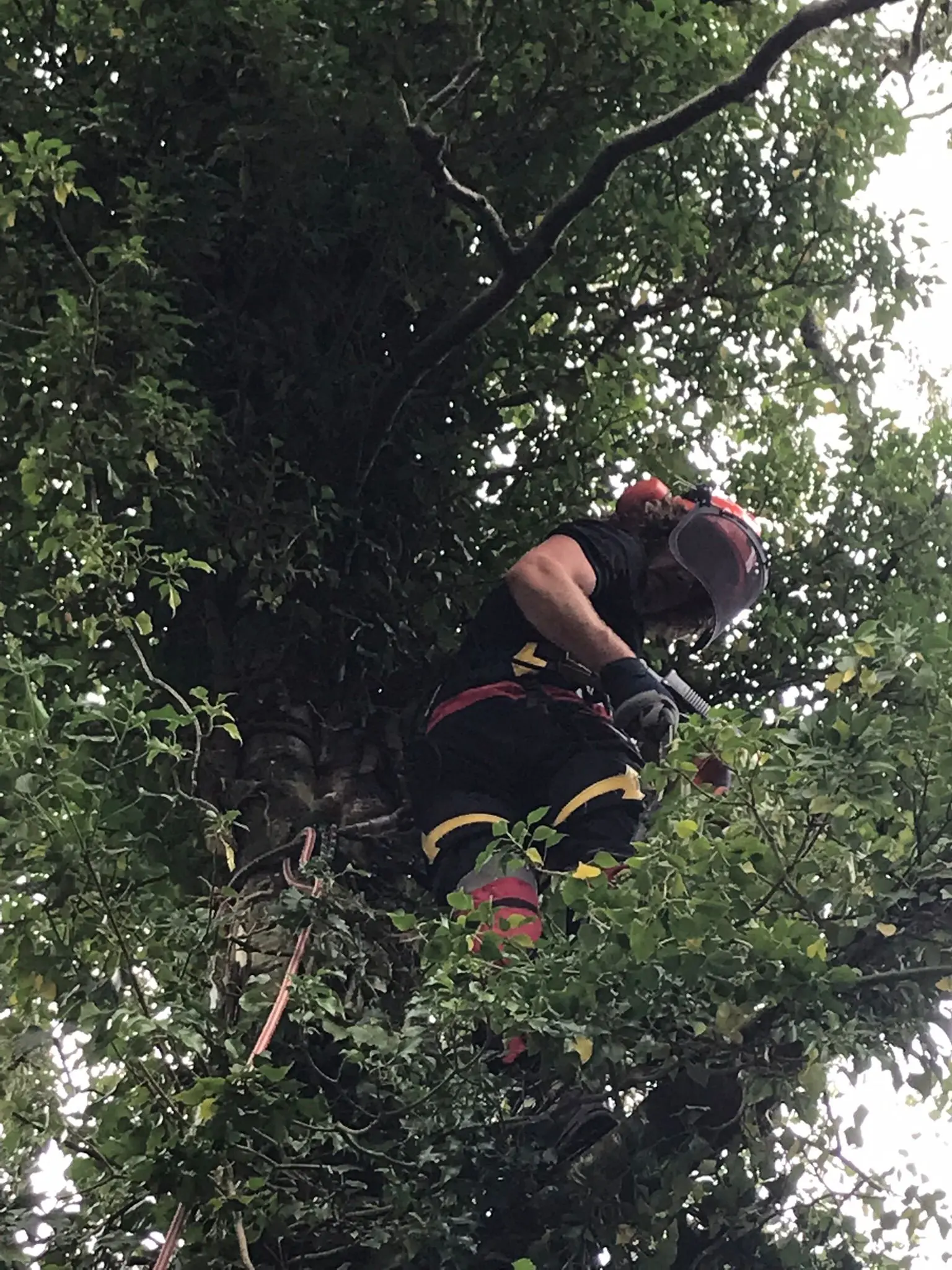 Leo werkt in een volle groene kroon