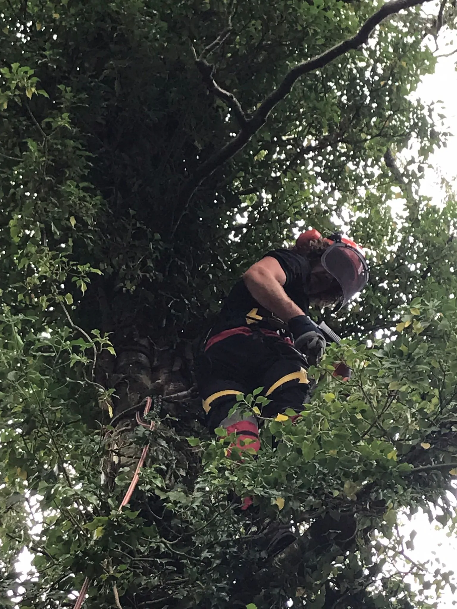 Leo werkt in een volle groene kroon