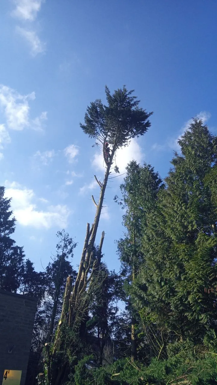 Hoge sparren tegen een strakblauwe lucht