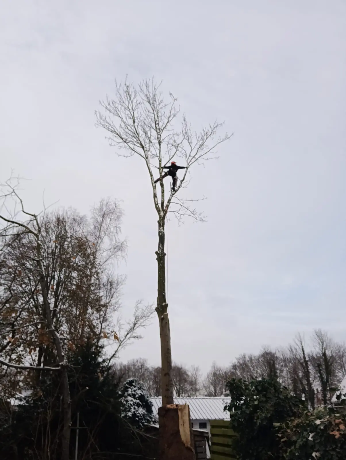 Leo in de top van een kale boom
