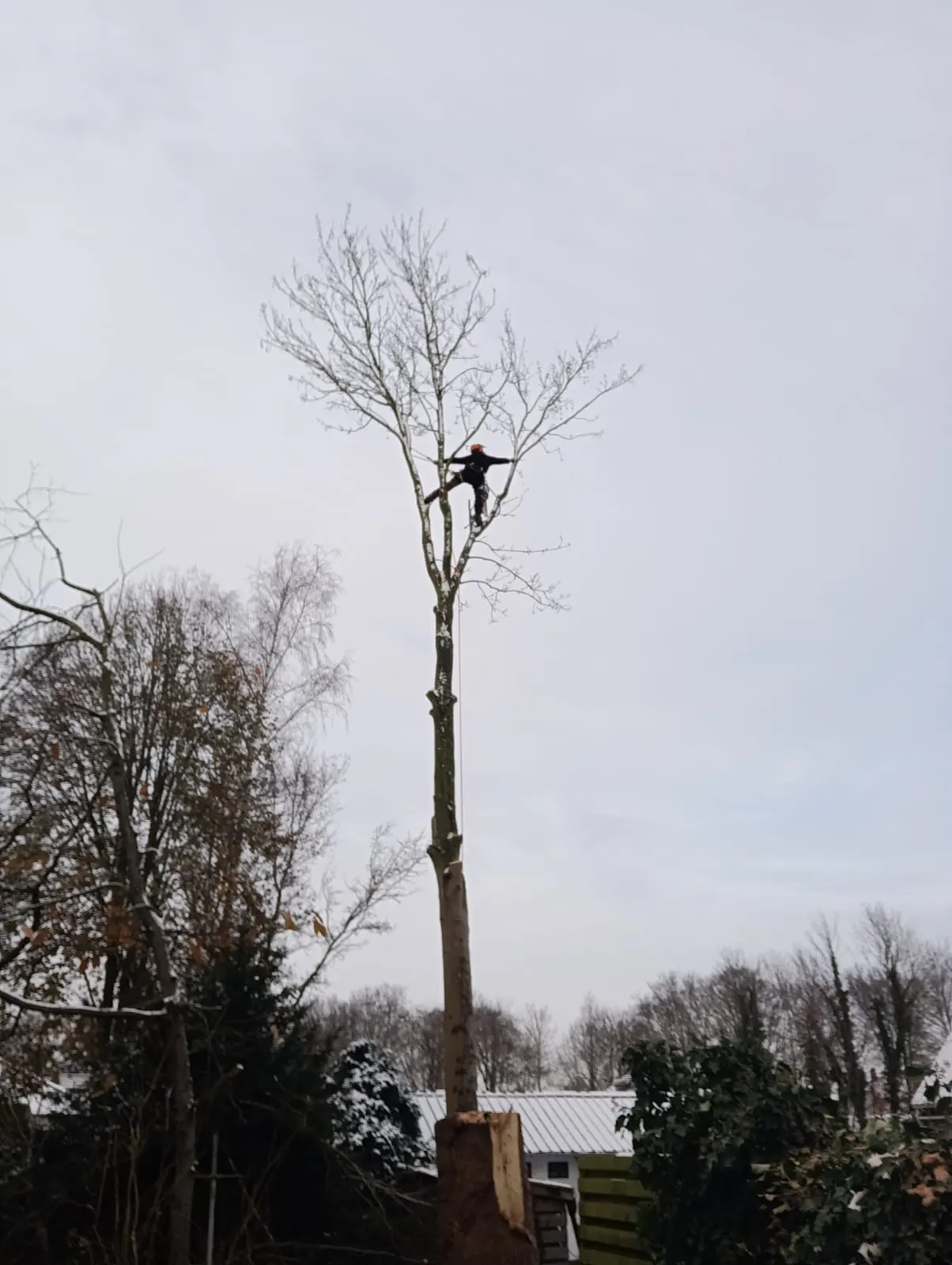 Leo in de top van een kale boom