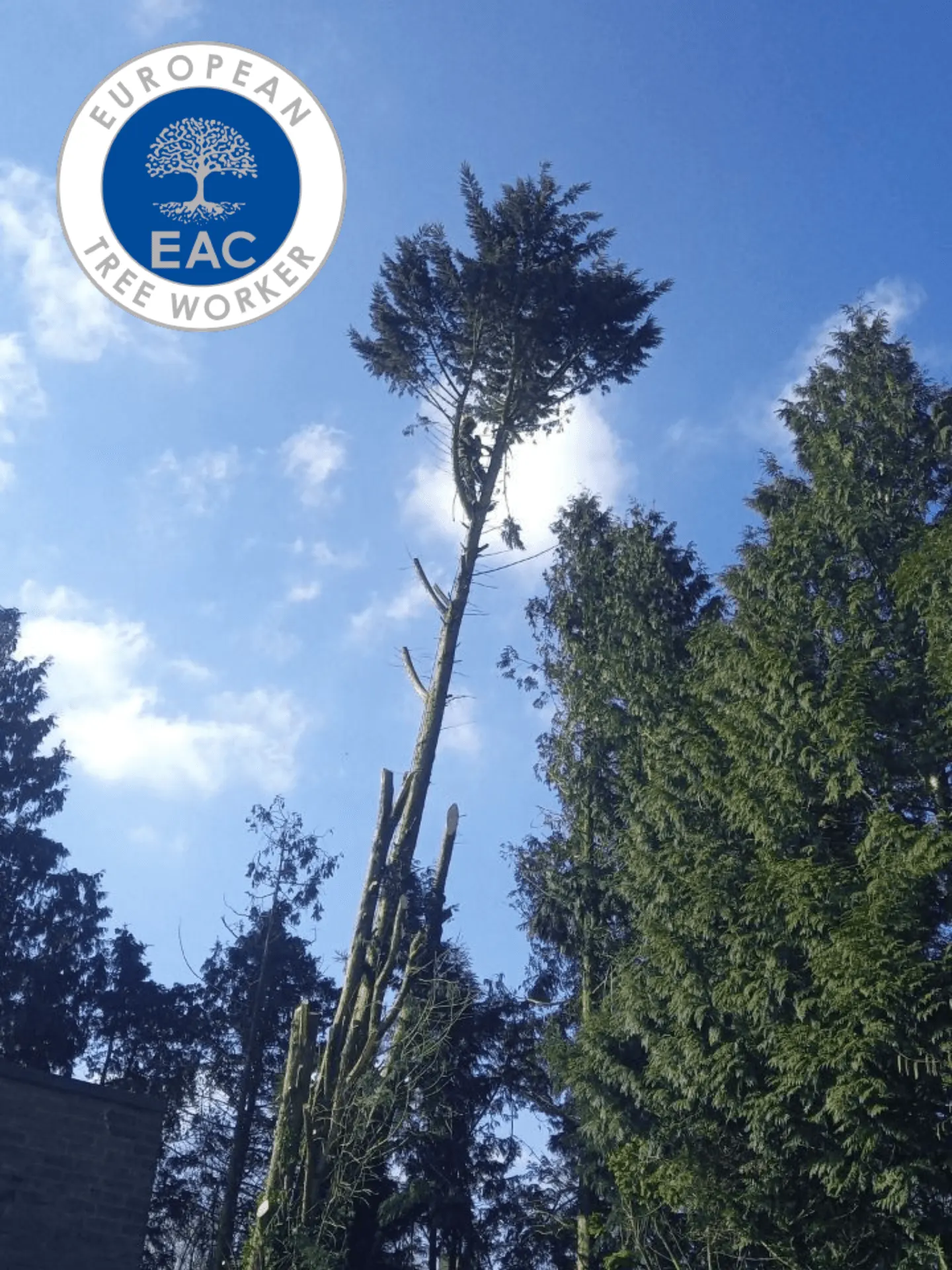 Hoge naaldboom wordt in delen afgebroken door een klimmer, met European Tree Worker-keurmerk