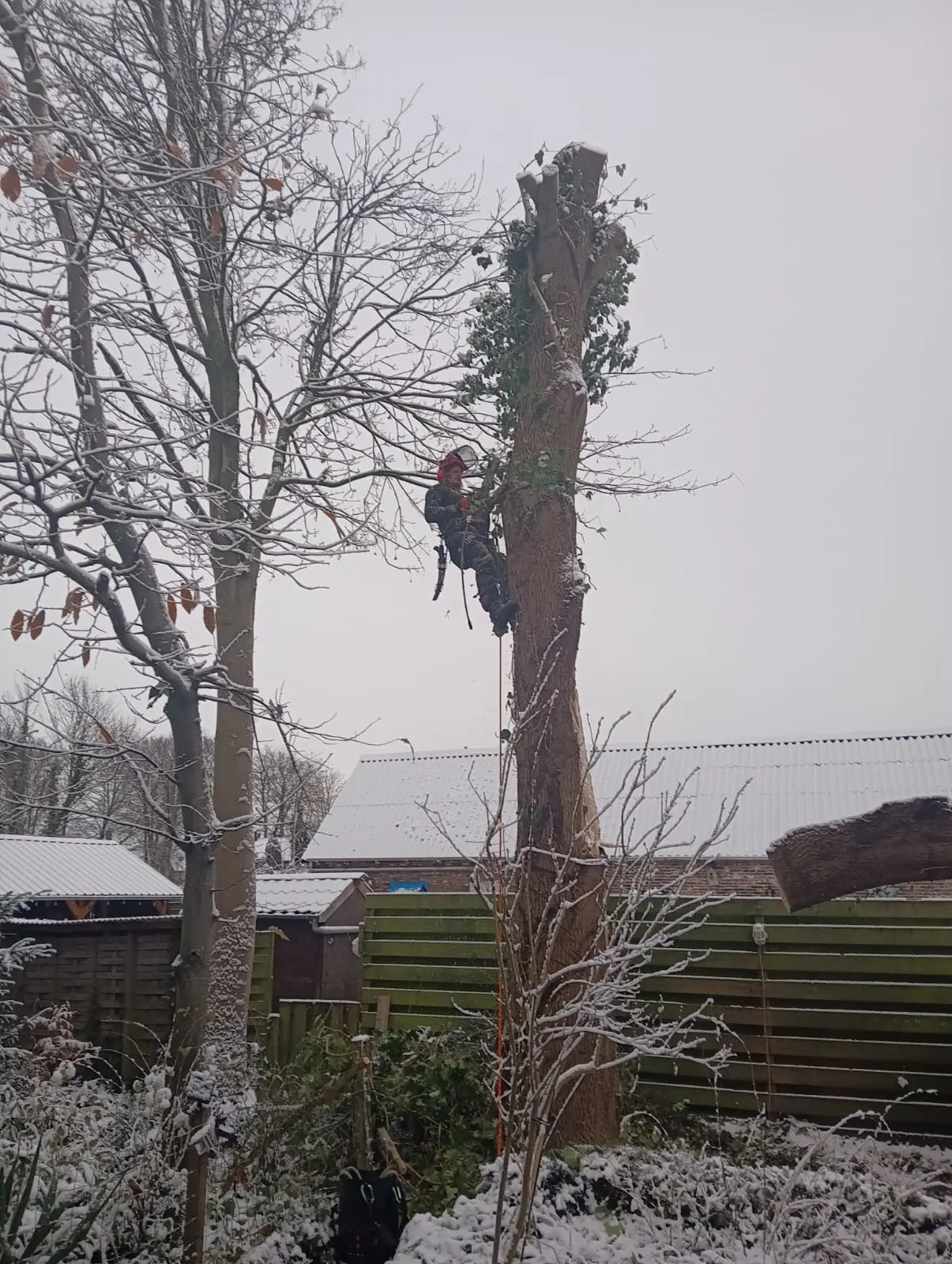 Winterklimwerk: stam in delen afbreken tussen de schuttingen