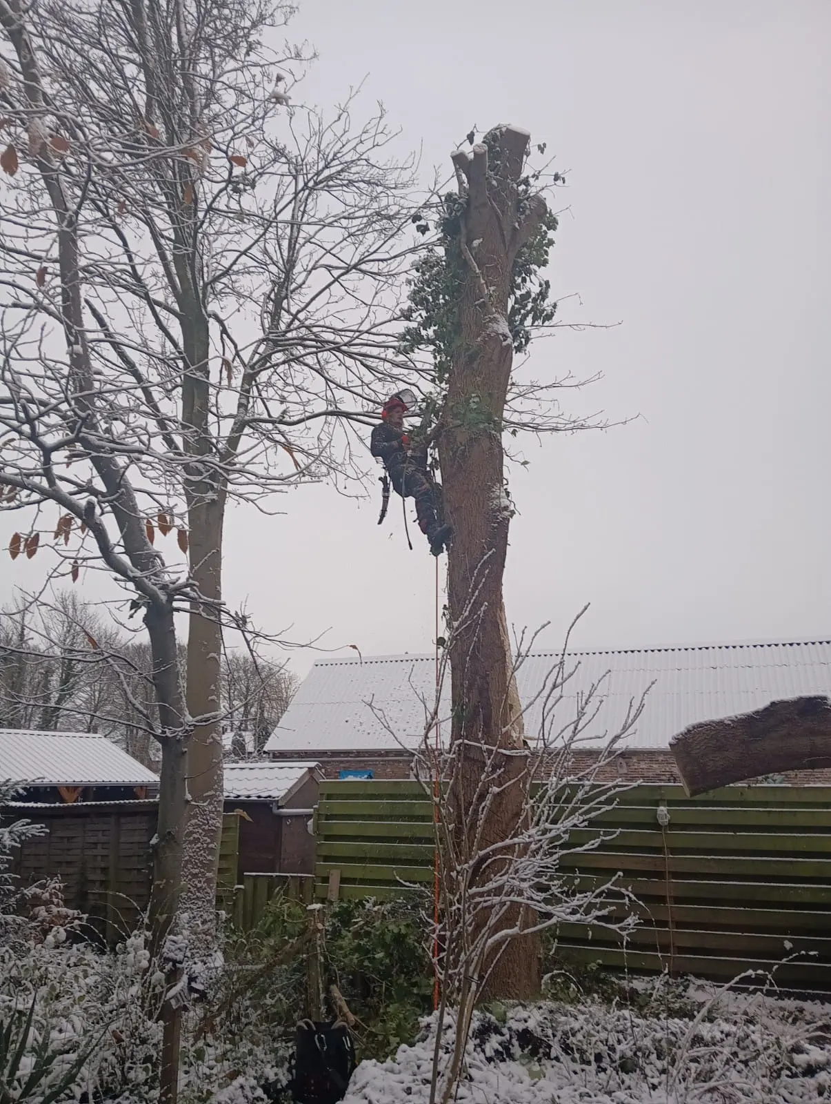 Winterklimwerk: stam in delen afbreken tussen de schuttingen